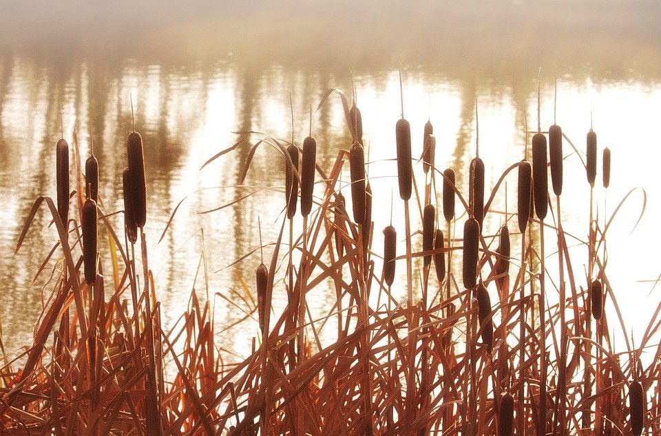 Free photo: Reeds, Cattails, Plant, Grass - Free Image on Pixabay - 843366 Free photo: Reeds, Cattails, Plant, Grass - Free Image on Pixabay - 843366