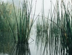 Reeds Jewelry Coupon Code For Dazzling Savings