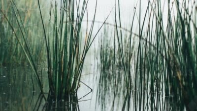 Water Reeds, Hertfordshire,england. Ponds Summer Stock Image - Image of ...