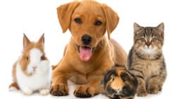 Nature, Golden, Retrievers, Dog, Bokeh, Depth, Of, Field, Sunlight ...