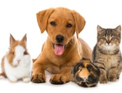 Pet Friendly Lawn Care Near Me For Your Furry Friends