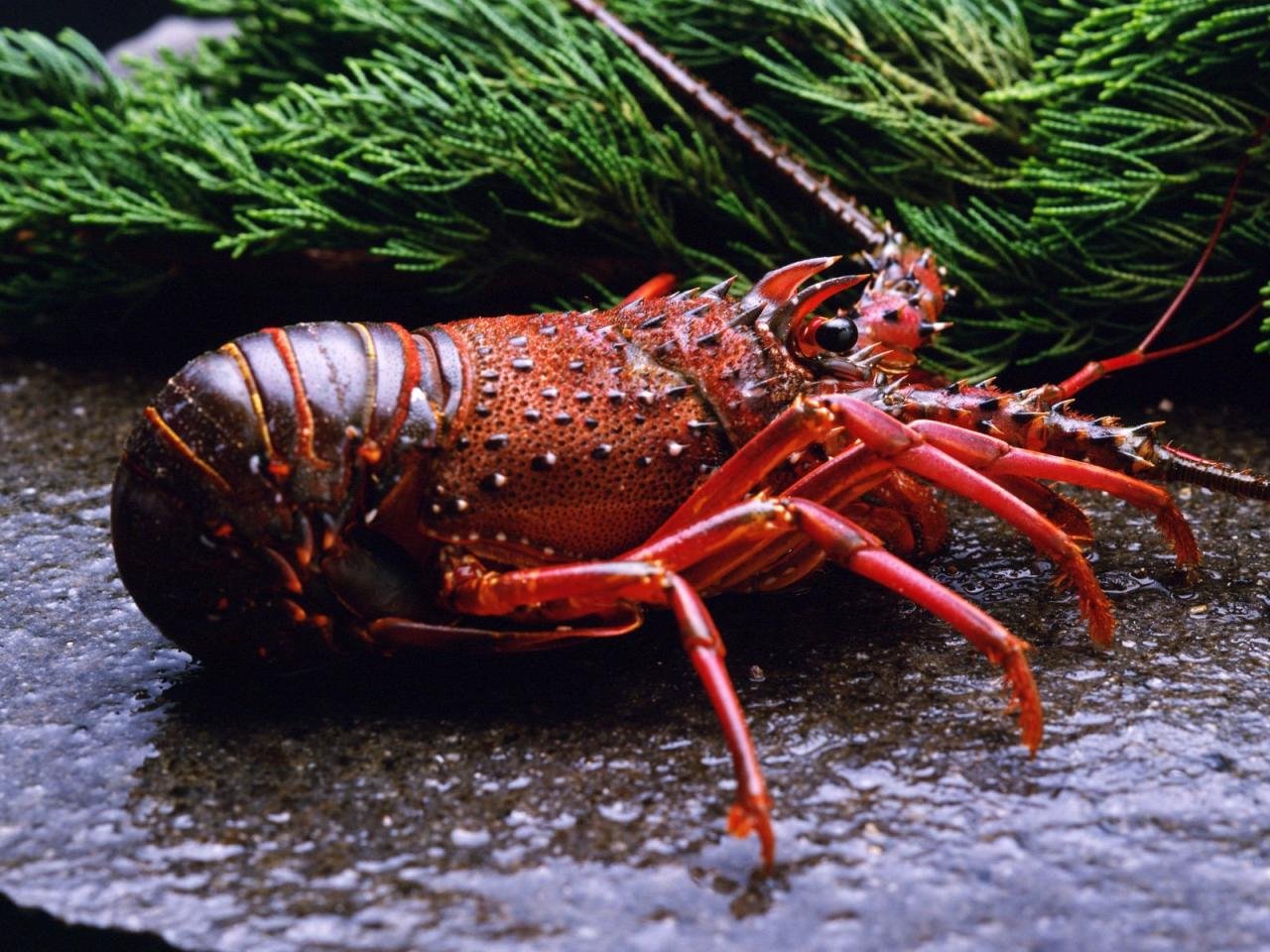 Lobster HD Wallpapers | Background Images