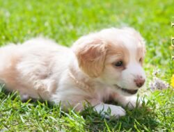 pet insurance forbes Discover Peace of Mind for Pets