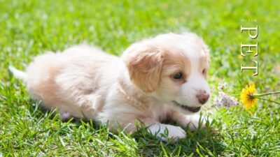 Pets Wallpapers - Wallpaper Cave