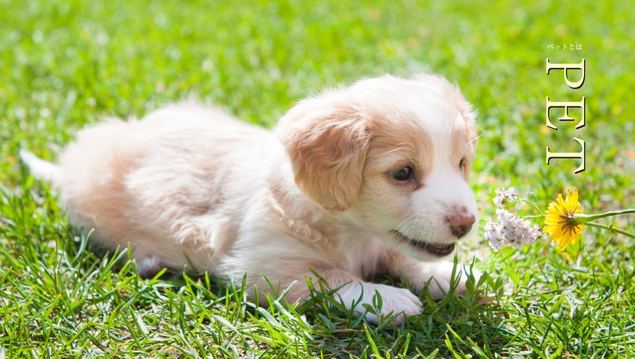 Pets Wallpapers - Wallpaper Cave