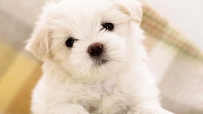 Amazon.com: obexx Smart Pet Camera, Smart Companion Robot for Pets, Dog ...